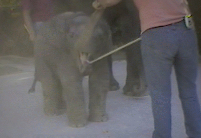 Have Trunk Will Travel trainers using bullhook on a baby elephant