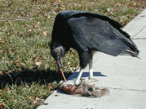 perhaps vulture is an even better word than parasite-- feeding on the dead for clicks or to promote fear