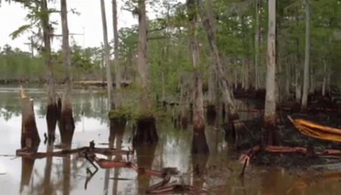 Video shows trees disappearing into the sinkhole.