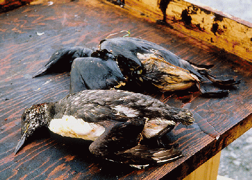 Birds killed as a result of oil from the Exxon Valdez spill. Birds killed as a result of oil from the Exxon Valdez spill.