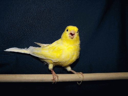 The Canary Speaks, From ImagesAttr