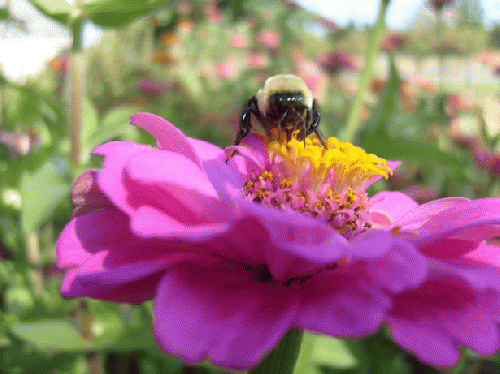 A honey bee at work.