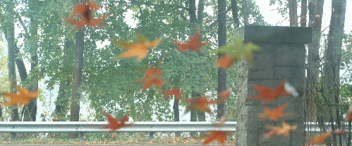 .autumn leaves through glass.