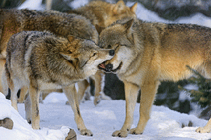 Interacting wolves