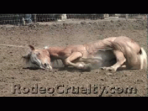 Rodeo Horses Roped, Tripped, Slammed, Severely Abused.