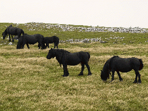 wild horses