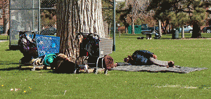 A Homeless person sleeping under a tree