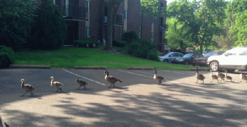 Goose and gosling traffic jam
