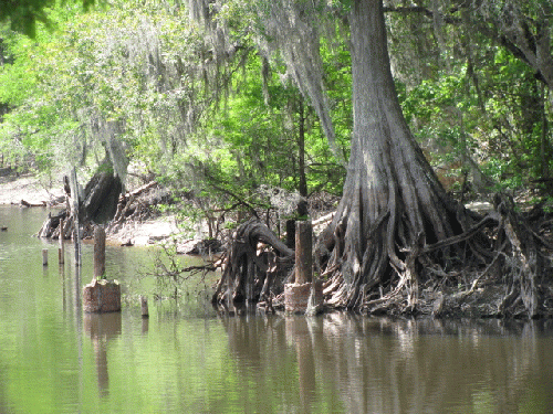 Everglades, From ImagesAttr