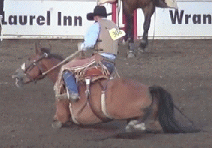 Horse Injured at California Rodeo, From ImagesAttr