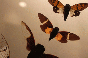 Cicadas taking flight