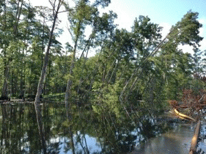 Trees appear ready to cave into the sinkhole, Aug. 18, 2013