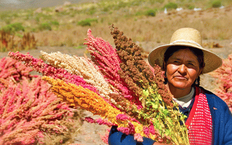 Quinoa Farmer