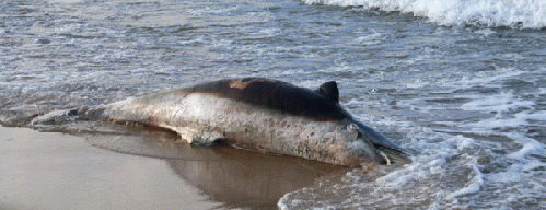 Dead dolphin washed up at Ocean View Beach, Sat Aug 24.