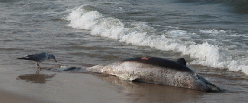 Dead dolphin washed up at Ocean View Beach, Sat Aug 24.