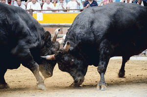 Bullfighting in Uwajima, From ImagesAttr