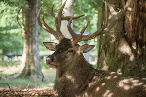 A Majestic Stag