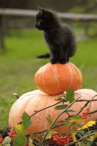 Black Cat on Pumpkin, From ImagesAttr