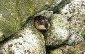 Lemming