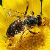 Bee on Flower