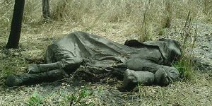 An African elephant carcass lies dessicated after being slaughtered for its ivory., From ImagesAttr