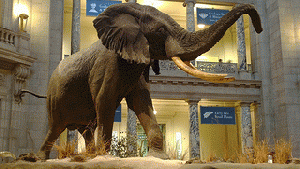 Elephant at National Museum of Natural History: Will the GOP elephant be there someday too?, From ImagesAttr