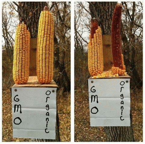 Squirrels don't eat GMO Corn, From ImagesAttr
