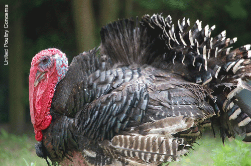 Aubrey the turkey lives peacefully at United Poultry Concerns in Virginia, From ImagesAttr