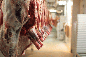 Slaughterhouse cattle bodies, From ImagesAttr