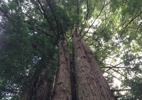 Redwood Trees, From ImagesAttr