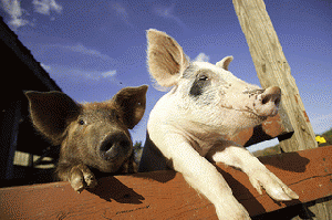 pigs, From ImagesAttr