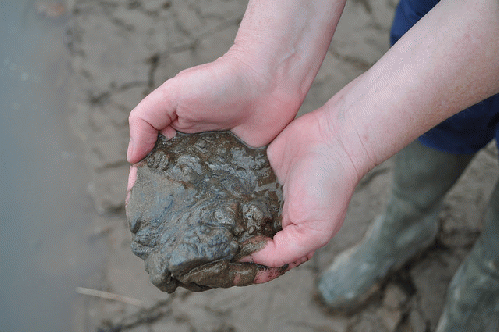 Amy Adams, NC Campaign Coordinator for Appalachian Voices, holds sediment covered in fine, gray coal ash. This photo taken just upstream of the drinking water intake in Danville, VA, approximately 20 miles downstream of the ash spill., From ImagesAttr