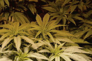 marijuana, From ImagesAttr