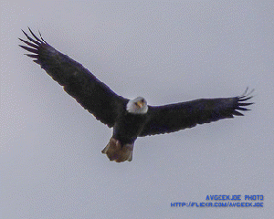 An American Bald Eagle, From ImagesAttr
