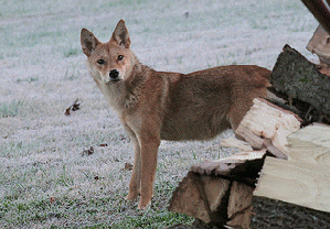 Coyote, From ImagesAttr