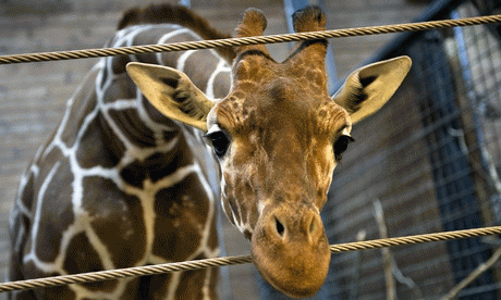 Marius, the giraffe, From ImagesAttr