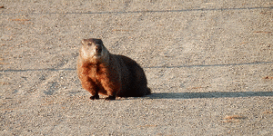 Groundhog (Marmota monax)