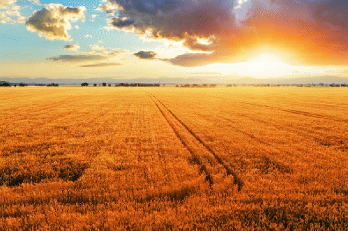 crops on climate change, From Images