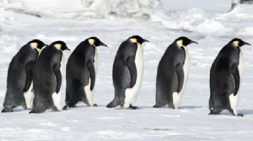 penguins, From Images