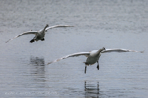 swans, From ImagesAttr