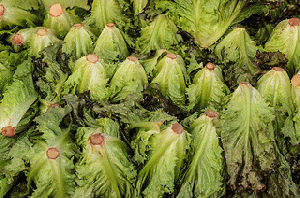 Lettuce (Lactuca sativa), From ImagesAttr