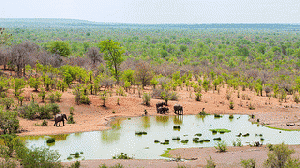 The elephants in the swamp, but loving it.