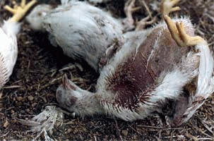 Maryland Chicken House Dumping Ground.