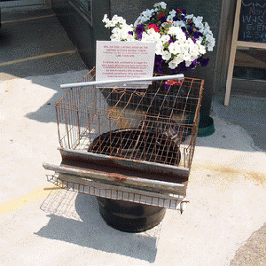 Battery Cage For Egg-Laying Hens