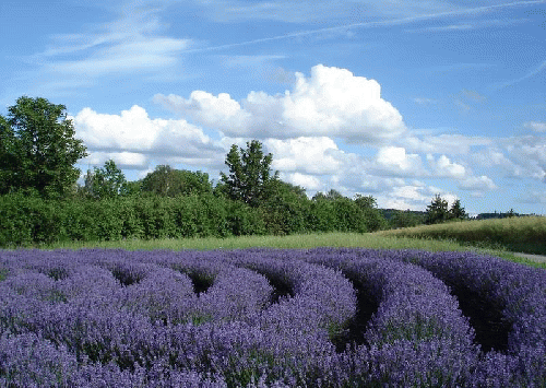 Lavendar labyrinth in Germany