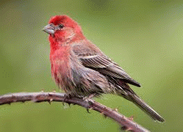 A breeding house finch