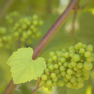 Grapes on the Vine - Opihi Vineyard, From ImagesAttr