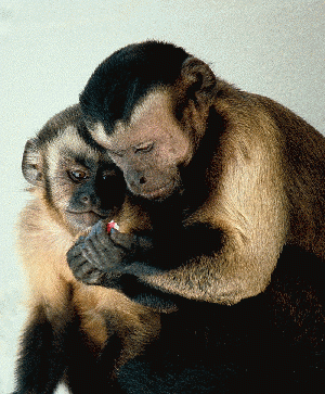 Capuchin monkeys sharing Capuchin monkeys sharing