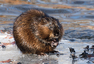 Beaver at Forest Grove Reservation - 2014-03-30