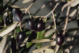 Harvest Time, From ImagesAttr